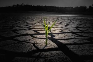 sprout, drought, cracked ground, cracked land, climate, global warming, dry soil, global warming, global warming, global warming, global warming, global warming